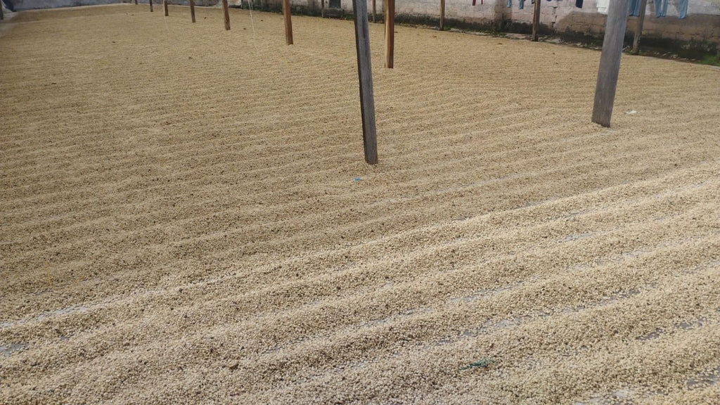 Organic Colombia CBD Coffee